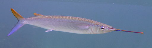 halfbeak