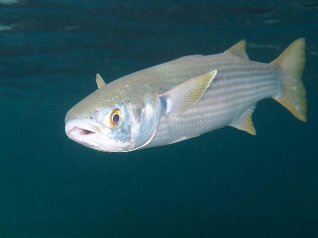 mullet