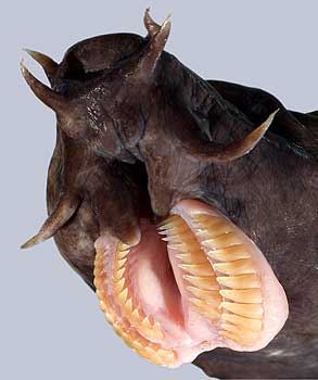 Hagfish Teeth