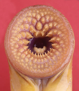 Lamprey Teeth