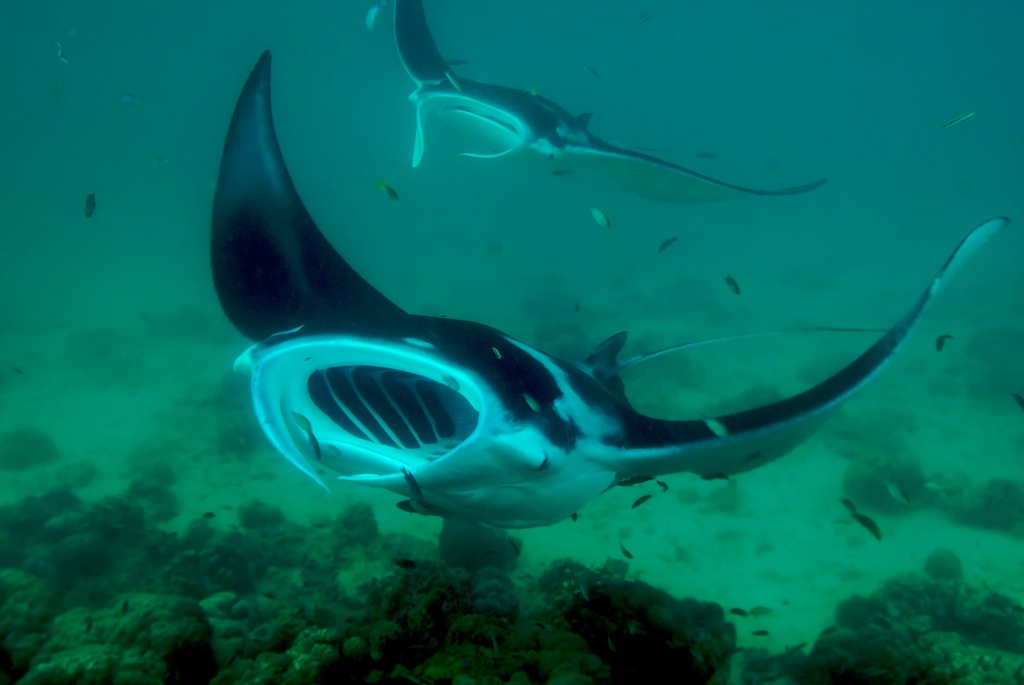 manta