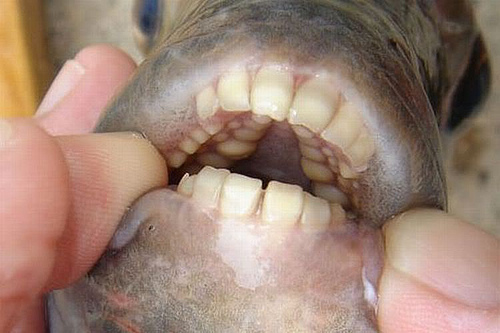 pacu