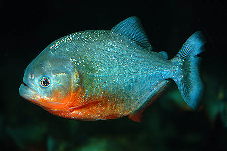 piranha