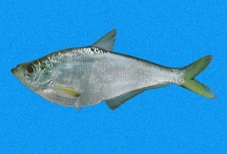 longfin