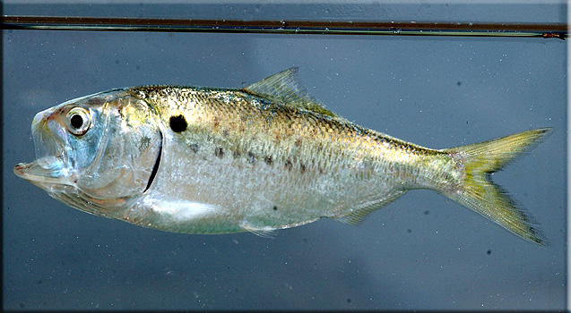 menhaden