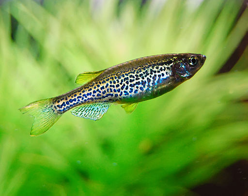 Minnow, Freshwater, Cyprinidae, Cypriniformes