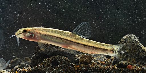 Minnow, Freshwater, Cyprinidae, Cypriniformes