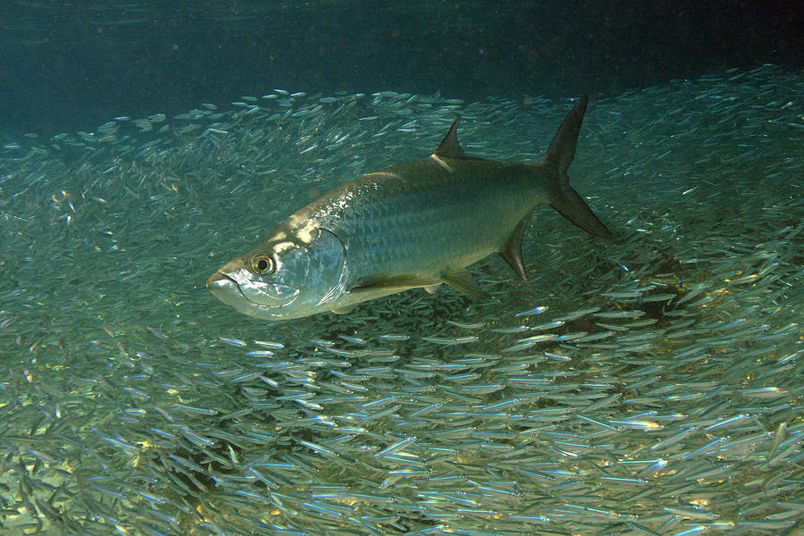 tarpon