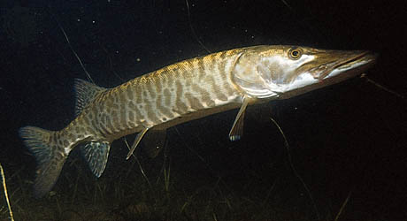 esox