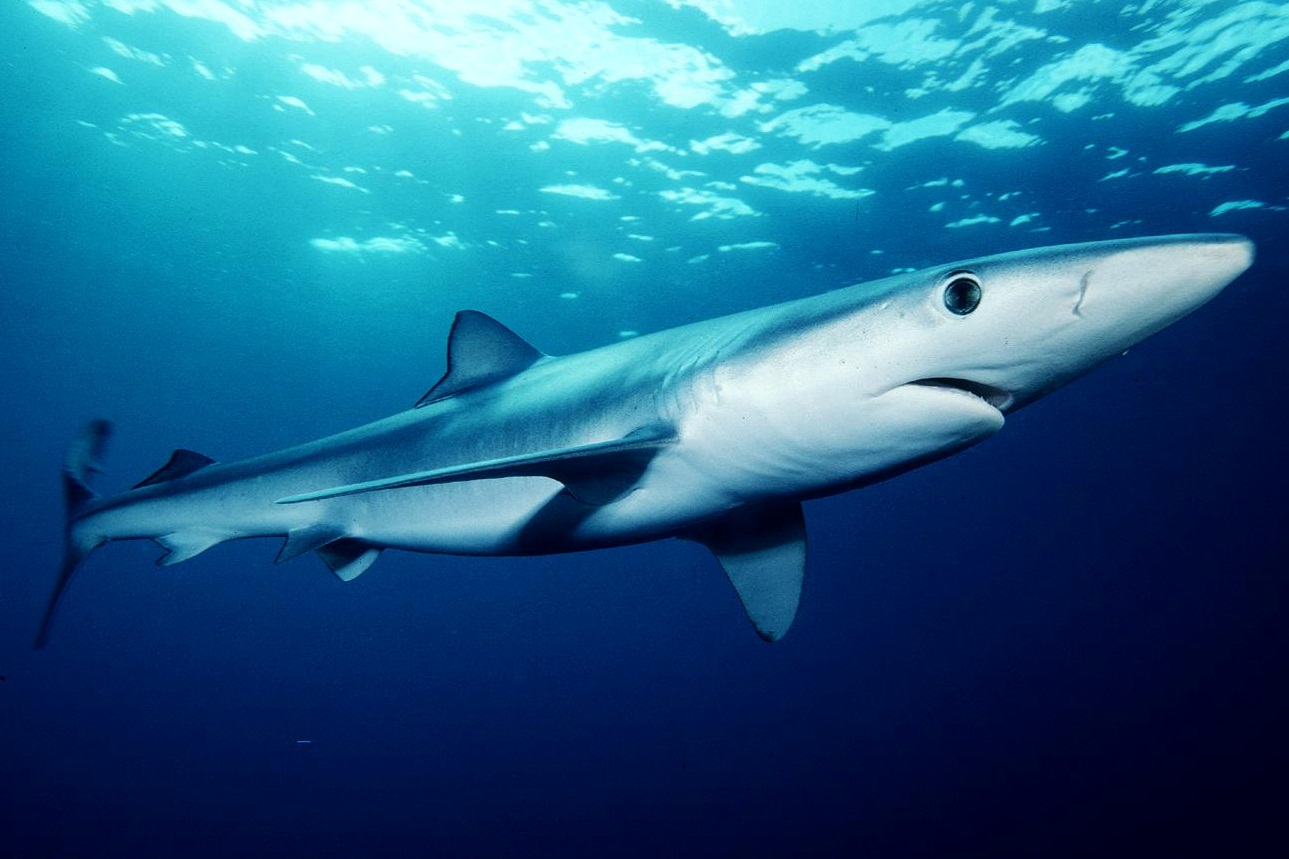 blueshark