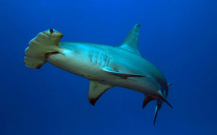 hammerhead