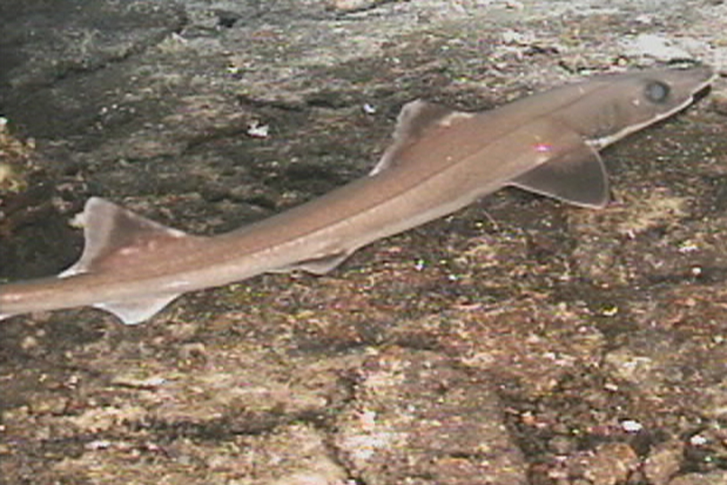 pseudotriakid