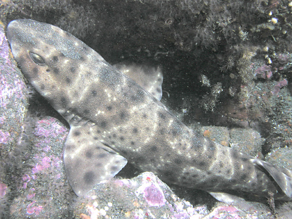 catshark