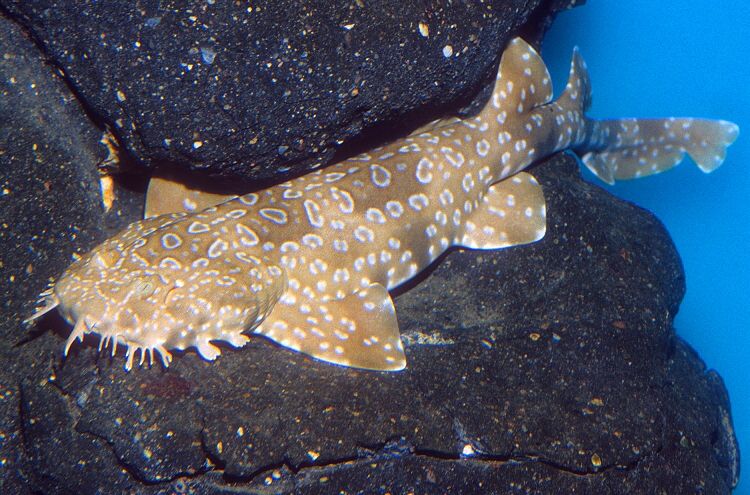 wobbegong