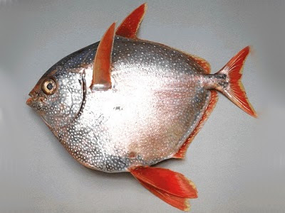 opah