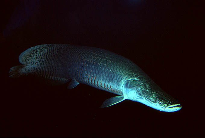 arapaima