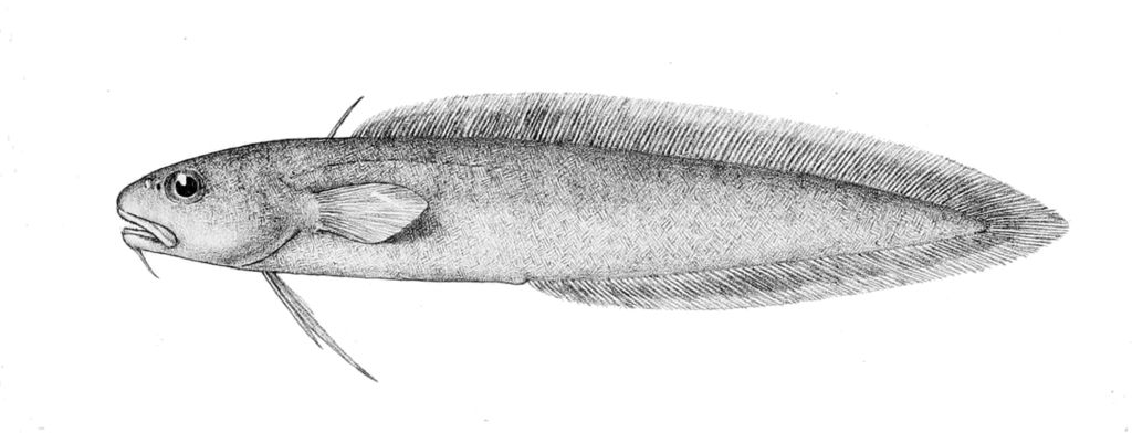 eel