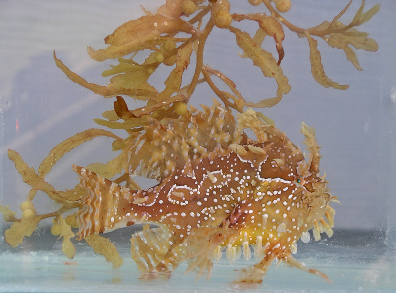 sargassum