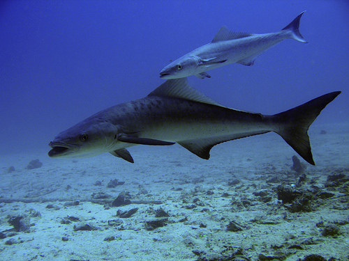 cobia