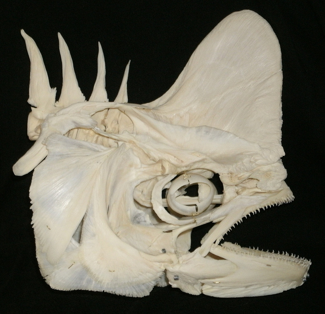 skull