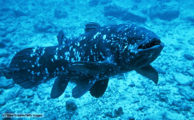 coelacanth