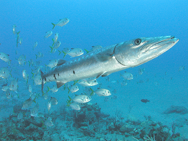 barracuda