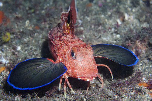 gurnard