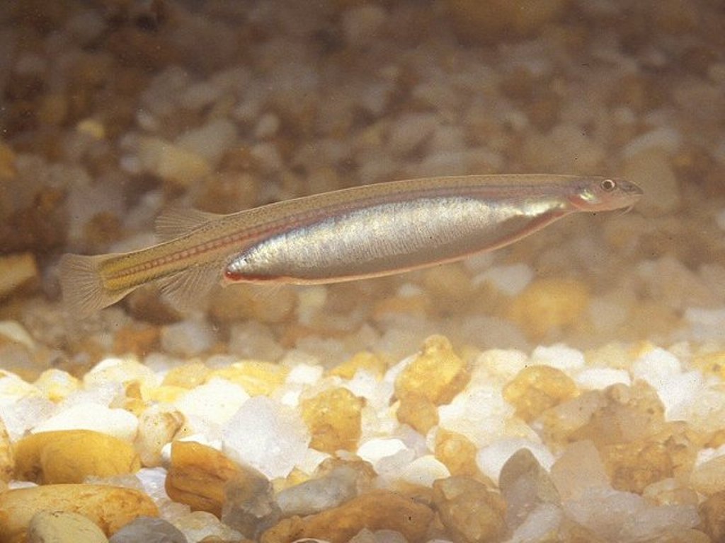 candiru