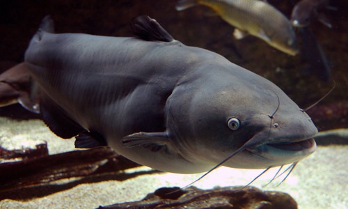 ictalurus