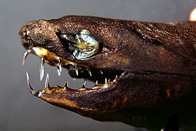 viperdogfish